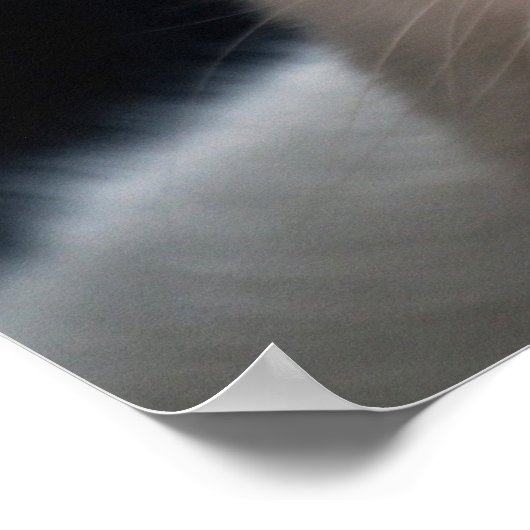 Turkse angorakat met od-ogen poster (Hoek)