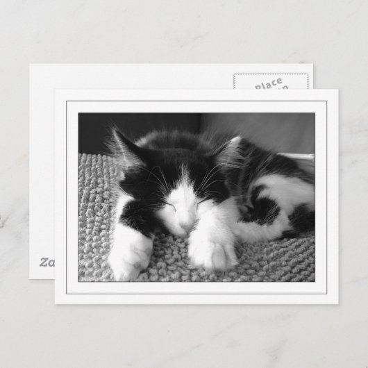 Turkse angorpitten briefkaart (Voorkant / Achterkant)