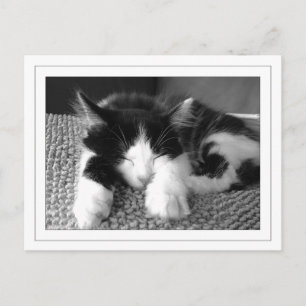 Turkse angorpitten briefkaart