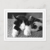 Turkse angorpitten briefkaart (Voorkant)