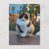 Turkse Bestelwagen Briefkaart (Voorkant)