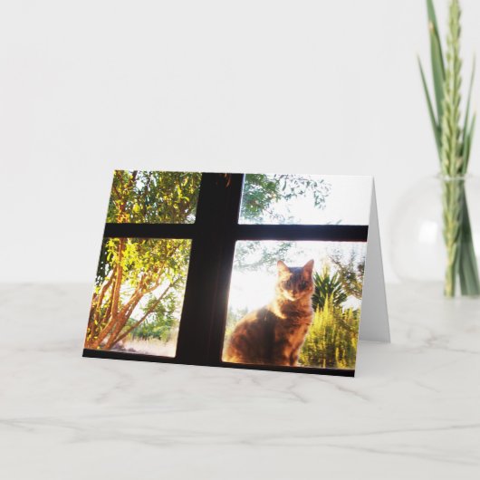 TURKSE KAT IN HET VENSTER KAART (Voorkant)