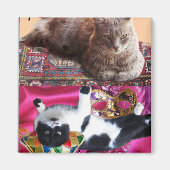 TURKSE KAT IN TRANSCENDENTALE BEMIDDELING MAGNEET (Voorkant)