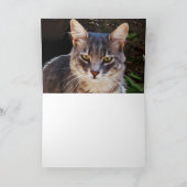 TURKSE KAT KAART (Binnen)