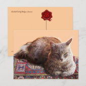 TURKSE KAT OP DE OUDE VLOERKLEED BRIEFKAART (Voorkant / Achterkant)