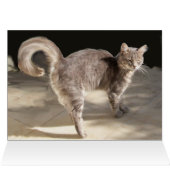 TURKSE KAT OP HET ANTIEK KARPJE (Binnen Horizontaal (Boven))