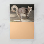 TURKSE KAT OP HET OUDE KARPJE KAART (Binnen)