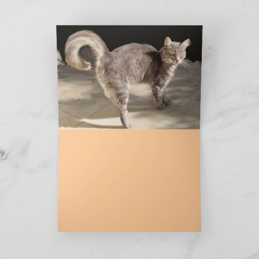 TURKSE KAT OP HET OUDE KARPJE KAART (Binnen)