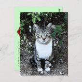 TURKSE KAT RONIN IN DE TUIN BRIEFKAART (Voorkant / Achterkant)