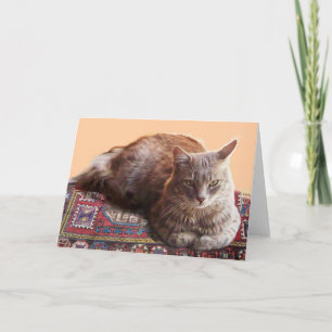 TURKSE KAT ZITTEND OP HET OUDE TAPijt Kaart