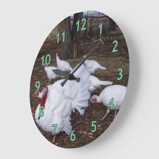 Turkse kudde grote klok (Hoek)