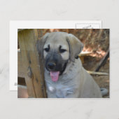 Turkse Shepherd Kangal Puppy Briefkaart (Voorkant / Achterkant)