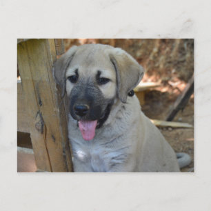 Turkse Shepherd Kangal Puppy Briefkaart