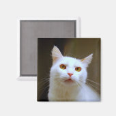 Turkse Van Cat Magnet (Voorkant / Achterkant)