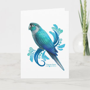 Turquoise Conure Kaart