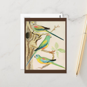 Turquoise Parakeet Briefkaart