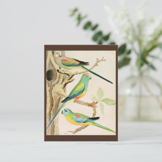 Turquoise Parakeet Briefkaart (Staand voorkant)