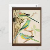 Turquoise Parakeet Briefkaart (Voorkant / Achterkant)