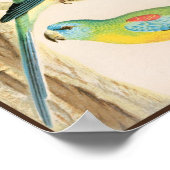 Turquoise Parakeet Poster (Hoek)