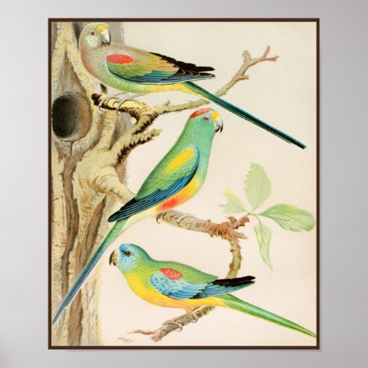 Turquoise Parakeet Poster (Voorkant)