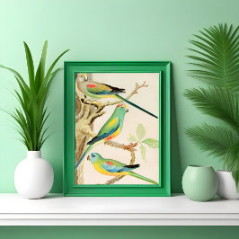 Turquoise Parakeet Poster