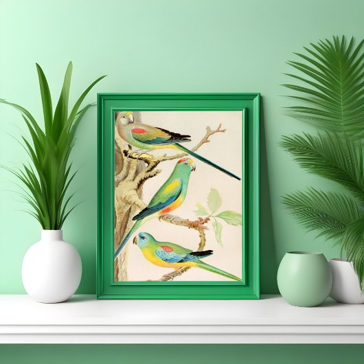 Turquoise Parakeet Poster
