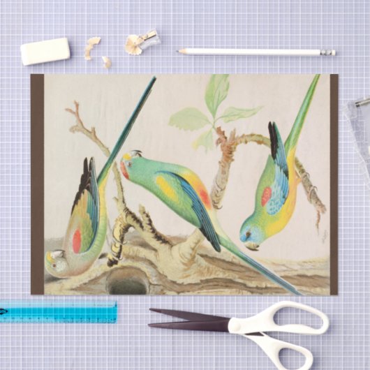 Turquoise Parakeet Tissuepapier (Craft)