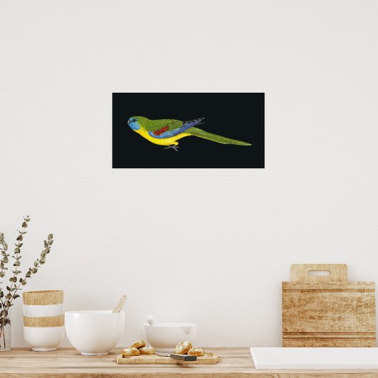 Turquoise Parrot - Neophema pulchella Poster (Keuken)