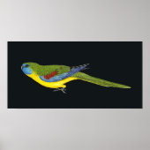 Turquoise Parrot - Neophema pulchella Poster (Voorkant)