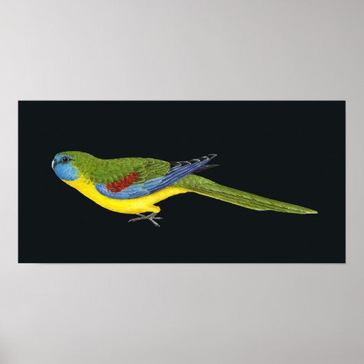 Turquoise Parrot - Neophema pulchella Poster (Voorkant)