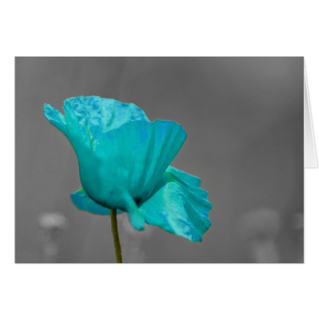 Turquoise Poppy flower (Voorkant Horizontaal)