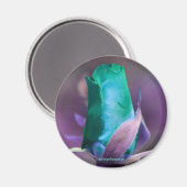 Turquoise Rosebud Flower Photography Magnet (Voorkant / Achterkant)