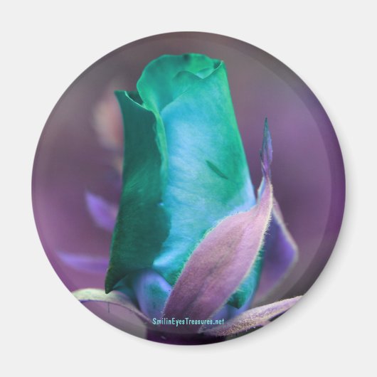 Turquoise Rosebud Flower Photography Magnet (Voorkant)