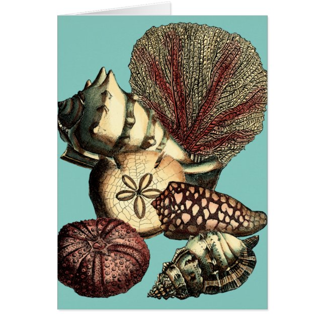 Turquoise Shell en Red Coral Collectie (Voorkant)