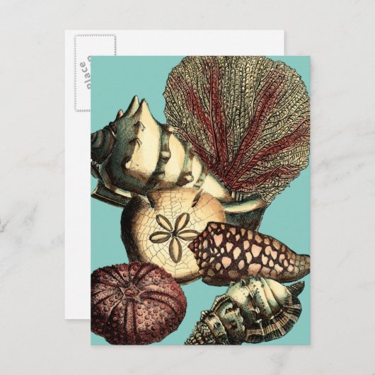 Turquoise Shell en Red Coral Collectie Briefkaart (Voorkant / Achterkant)