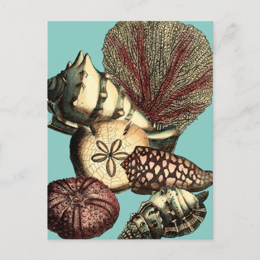 Turquoise Shell en Red Coral Collectie Briefkaart (Voorkant)