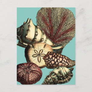 Turquoise Shell en Red Coral Collectie Briefkaart