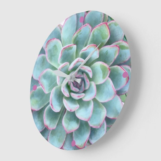 Turquoise Succulent Echeveria Grote Klok (Hoek)