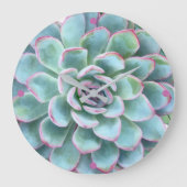 Turquoise Succulent Echeveria Grote Klok (Voorkant)