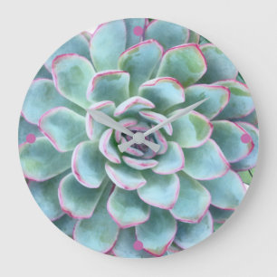 Turquoise Succulent Echeveria Grote Klok