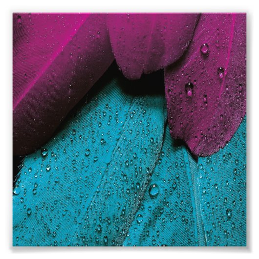 Turquoise Violet Feather Foto Afdruk (Voorkant)