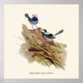 Turquoisine Schitterende Warbler,  Vogels Poster (Voorkant)