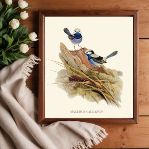 Turquoisine Schitterende Warbler, Vogels Poster