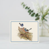 Turquoisine Superb Warbler Briefkaart (Staand voorkant)