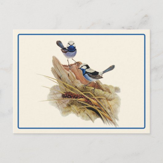 Turquoisine Superb Warbler Briefkaart (Voorkant)