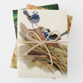 Turquoisine Superb Warbler Inpakpapier Vel (In situ)