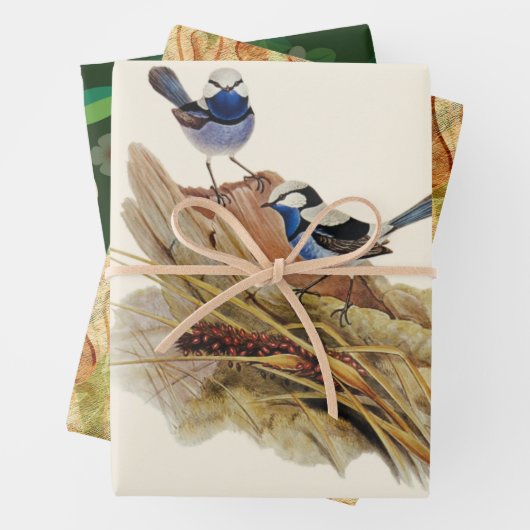 Turquoisine Superb Warbler Inpakpapier Vel (In situ)