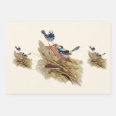 Turquoisine Superb Warbler Inpakpapier Vel (Voorkant)