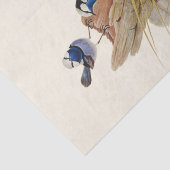 Turquoisine Superb Warbler, ontkoppeling Tissuepapier (Detail)