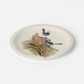 Turquoisine Superb Warbler Papieren Bordje (Gekanteld)